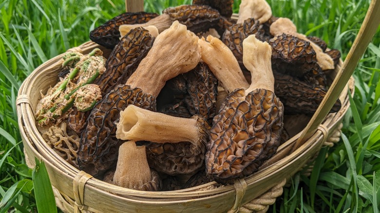 Fresh morel mushrooms in a basket