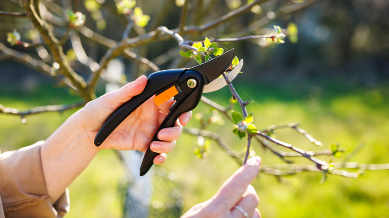Hand holding pruning shears, cutting a branch