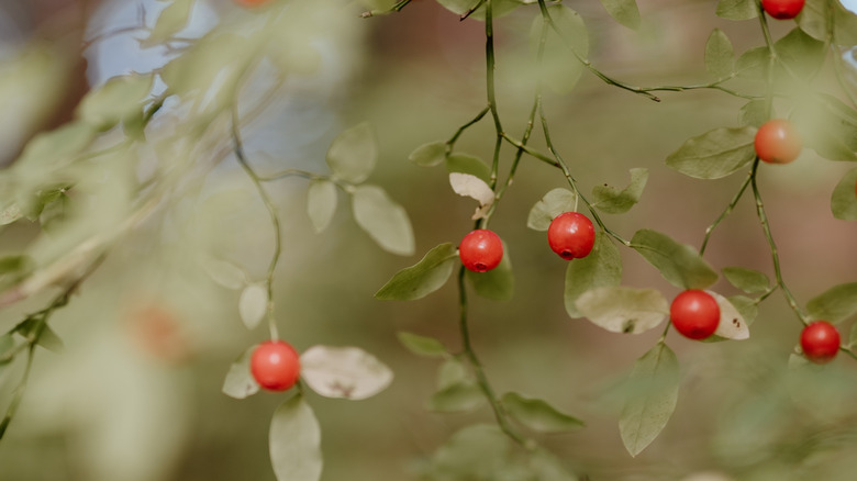 Green stems with red huckleberries