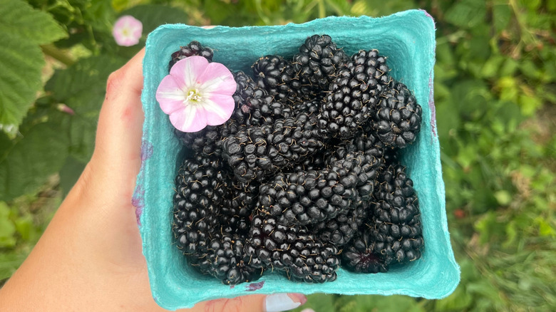 Hand holding container of fresh marionberries