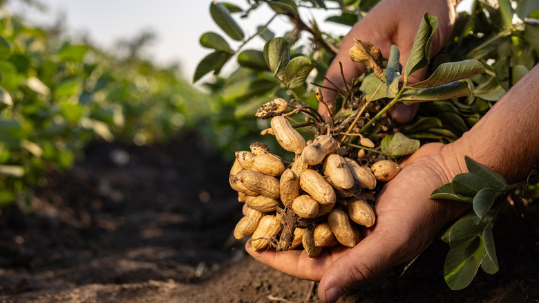 Hands holding peanuts in field