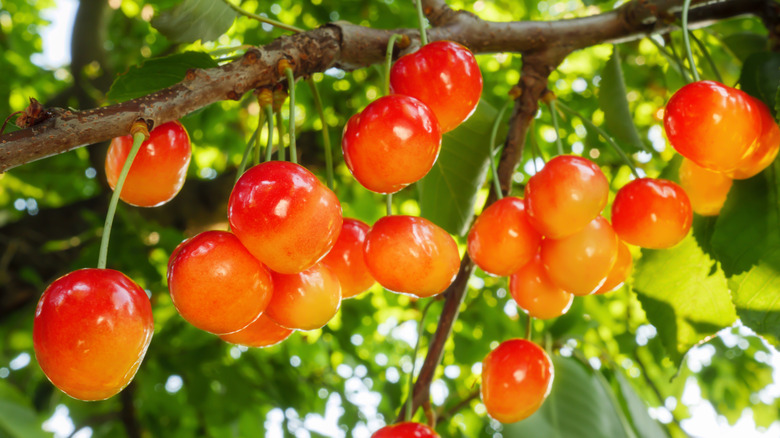 Rainier cherries growing on branch