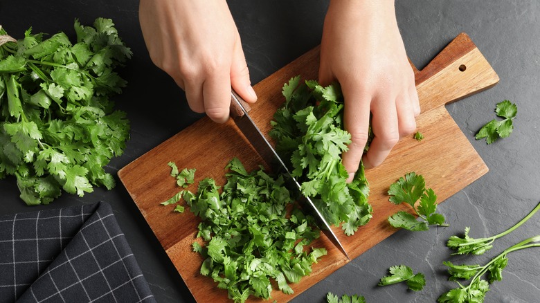 Chopping fresh cilantro on board