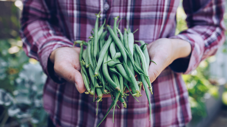 farmer holding green beans