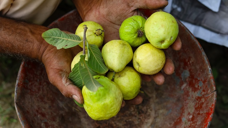 Green guavas in man's hands