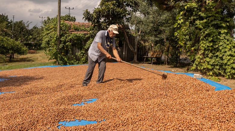 Hazelnut farmer in Ordu, Turkey