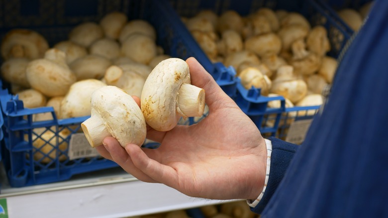 Person holds fresh mushrooms