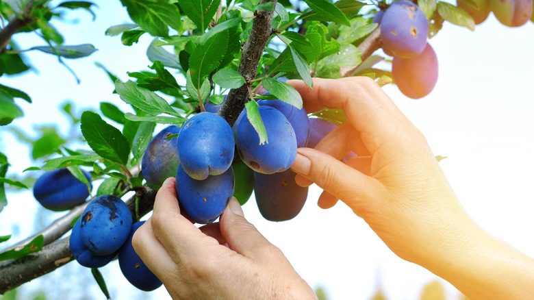 Plums being picked from a tree