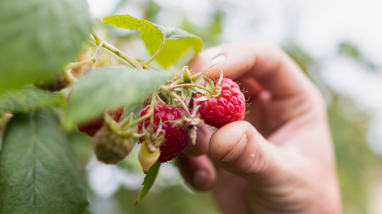 Hand picking raspberries from a vine