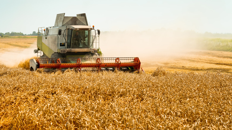 thresher harvesting wheat