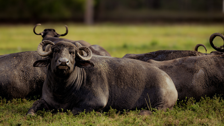 Herd of water buffalo in field