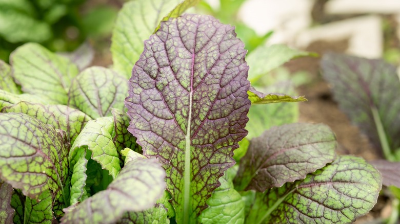 purple green mustard leaves