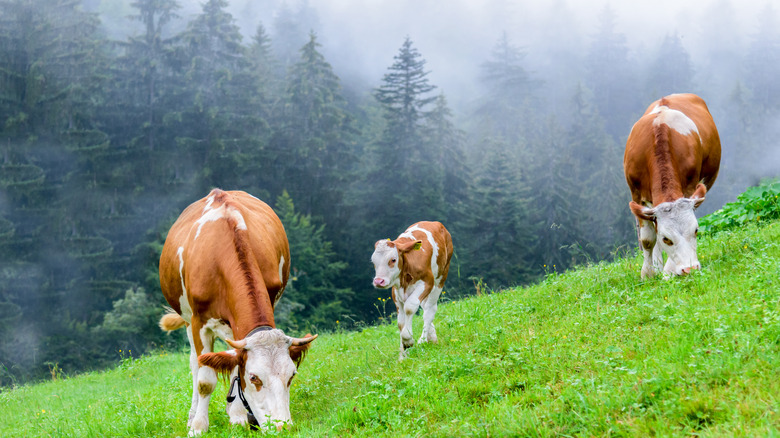 Коровы, питающиеся травой, едят на склоне холма