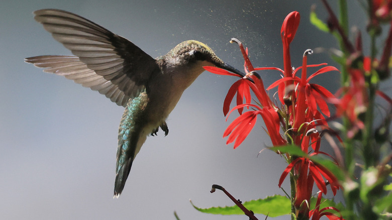 A brown hummingbird with teal flecks eating from a bright red tubular flower