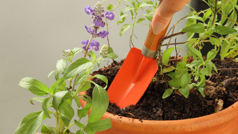 A hand holding a red spade is preparing to plant sage into a terra cotta pot