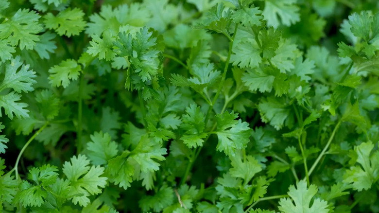 a closeup of a cilantro plant with bright green leaves