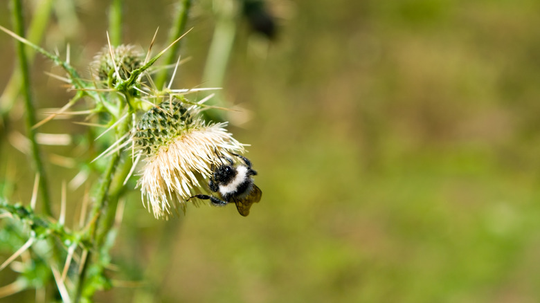 Himalayan honey bee 