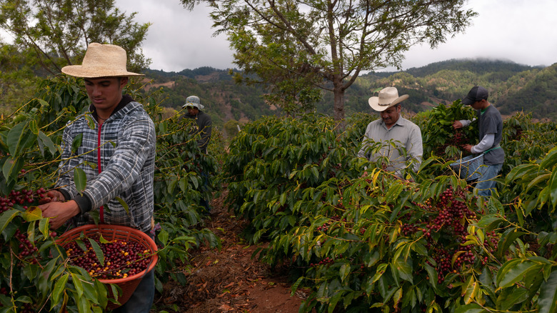 Workers harvest coffee