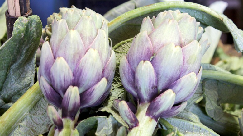 pair of unshucked artichokes