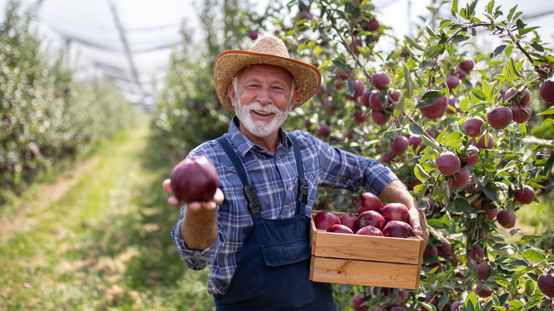 senior farmer harvesting apples