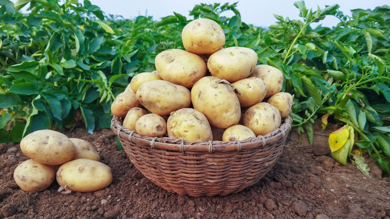 basket of potatoes in field