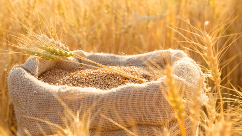 Wheat grain and field