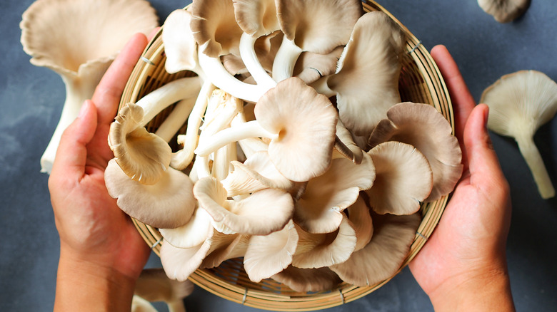 Hands holding a bowl of mushrooms