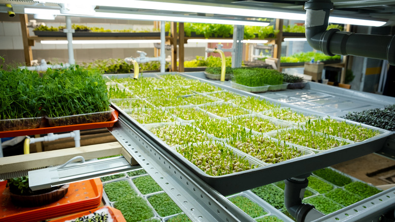 urban indoor farming