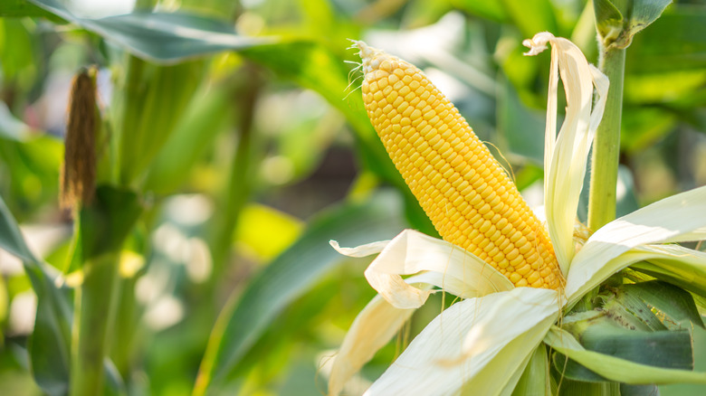 corn stalk in field