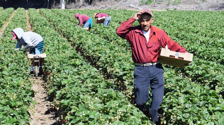 Workers picking strawberries