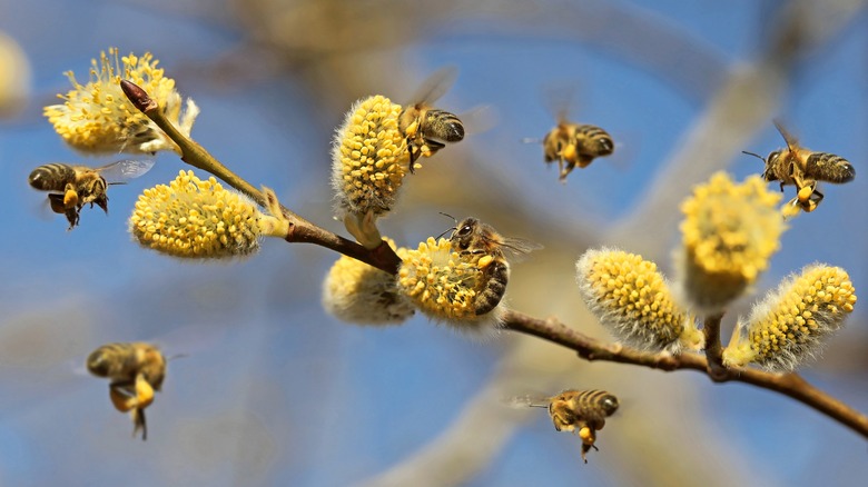 bees pollinating flowers