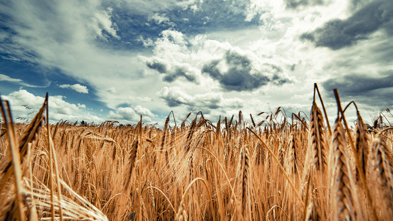 wheat field with cloudy sky
