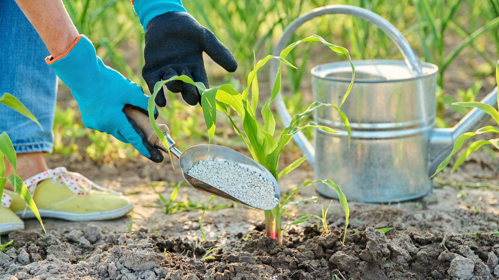No, Brown Sugar And Baking Soda Are Not Going To Fertilize Your Garden — Here's Why