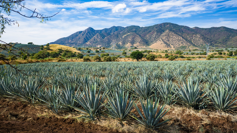 Agave field below mountains