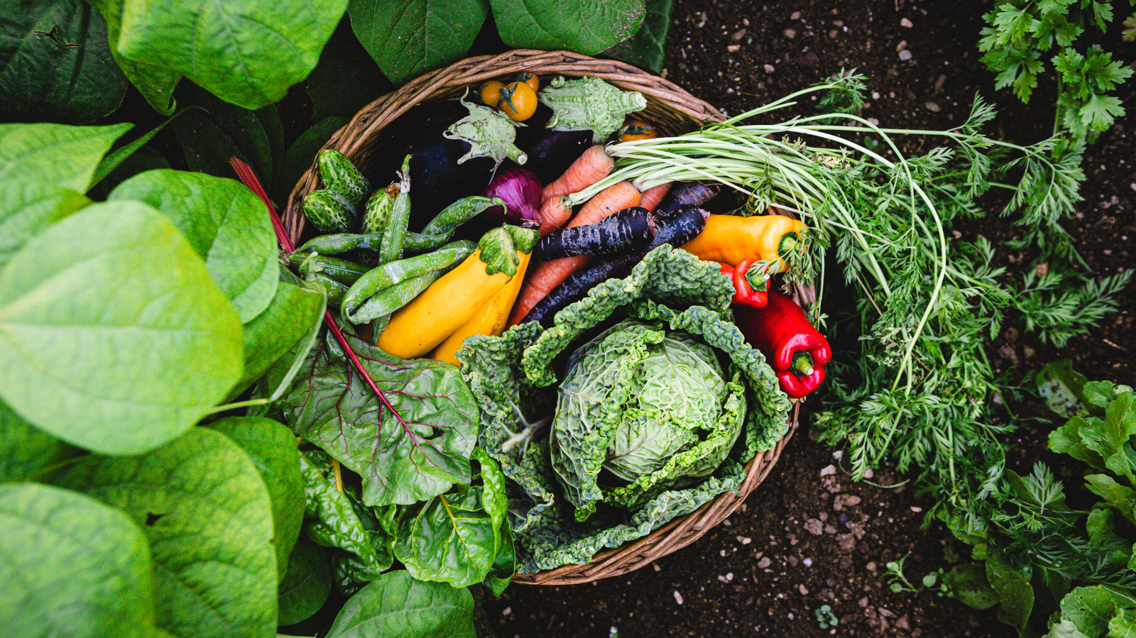 Not Bananas: Fertilize Your Garden With A Simple 'Tea' You Can DIY In Minutes
