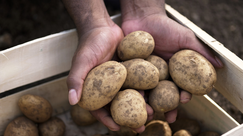 Hands hold just-harvest potatoes in wooden box