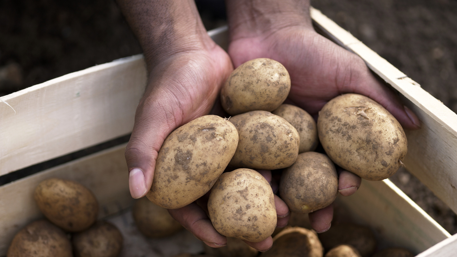 Not The Pantry Or Garage: A Better Way To Store Potatoes Through The Fall And Winter
