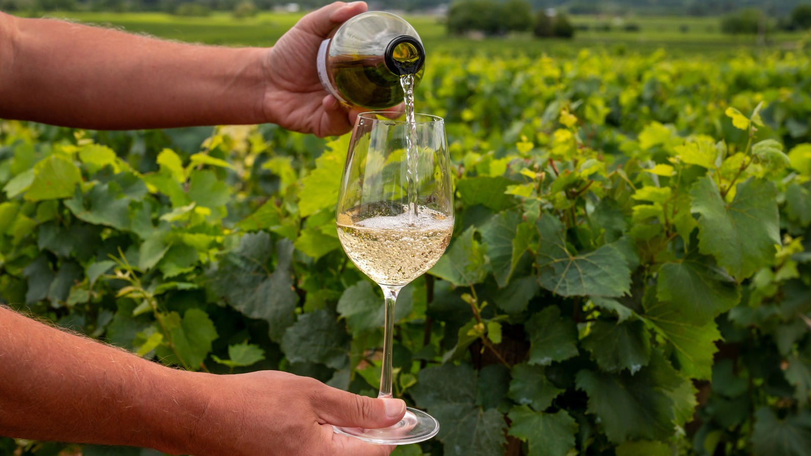 Oaked Vs Unoaked Chardonnay What's The Difference?