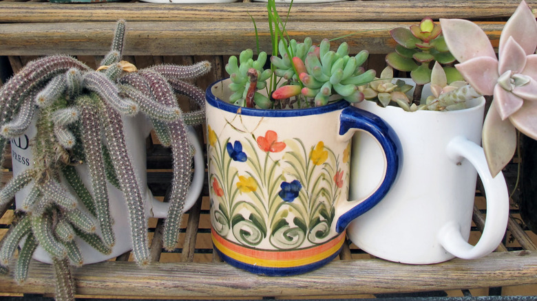 succulent plants in old mugs
