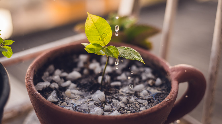 A little green plant growing in a mug on a windowsill