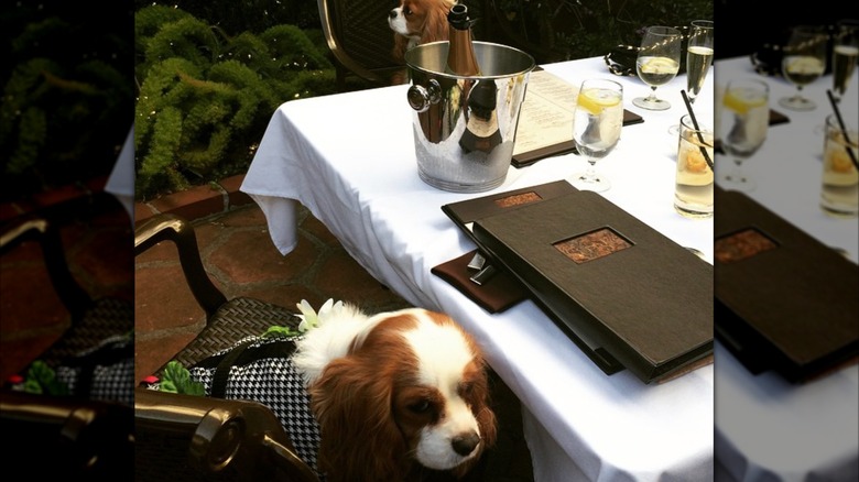 Dog sitting at terry's lounge with champagne on the table