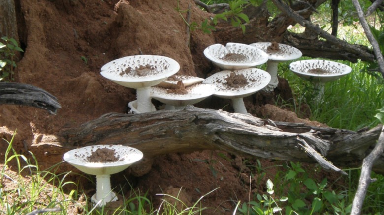 Omajowa growing in termite mound