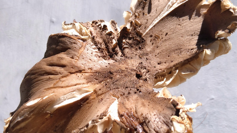 close of omajowa mushroom