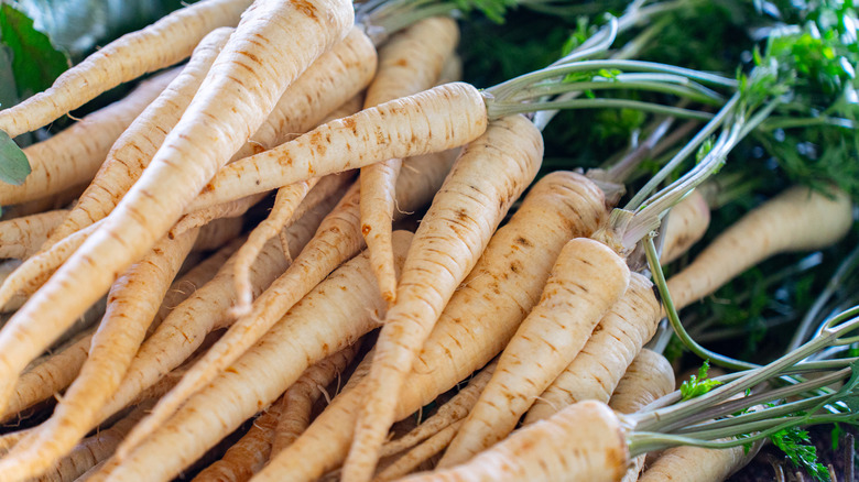Close-up of a bunch of fresh parsnips