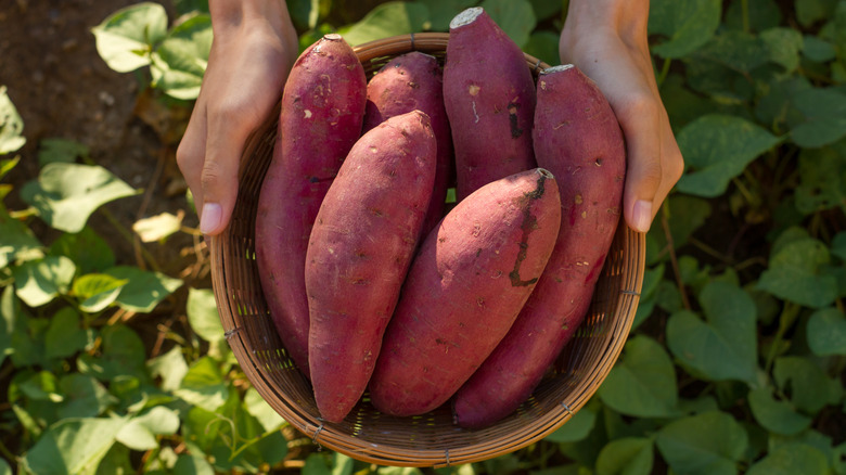a person holding sweet potatoes