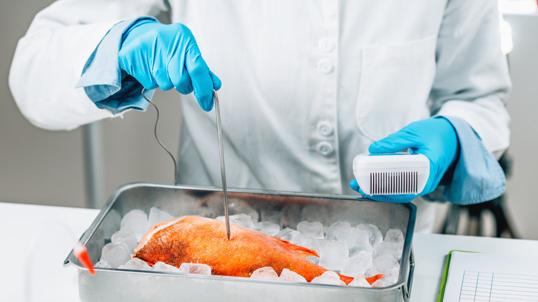 A scientist prods a fish with a digital probe in a lab.