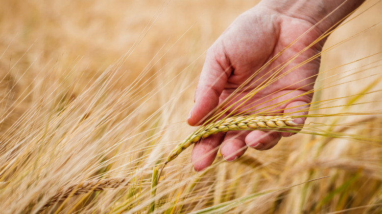 hand holding a head of grain in a field of barley