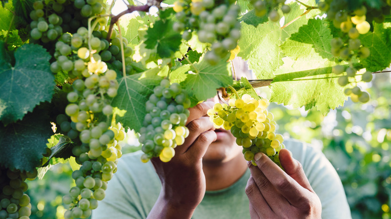 Close up of hand of young latin man's hands holding a bunch of green grapes before harvest. Chilean wine.