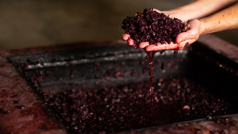 Fermentation wine making in hands, juice, grapes.