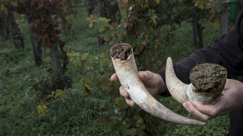 Filling cow horns with manure to make bio dynamic horn manure 500 for use on the vineyards.